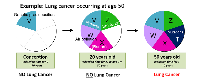 Lung cancer occurred in a 50 year old man. He was born with a genetic predisposition, so the induction time for that component was 50 years. He began smoking and being exposed to air pollution and radon at age 20, so the induction time for those three components was 30 years.